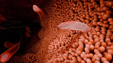 Microvilli surface of digestive system, Intestinal villi with bacteria viruses Video stock 261573404