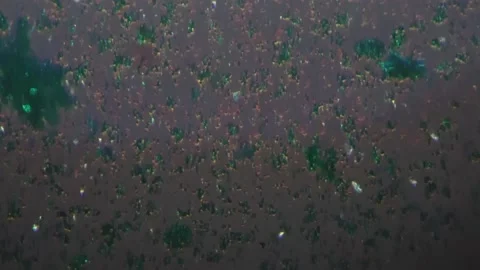 Microzyme whole mount under microscope 200x filmed with cross light Stock Footage 206116155