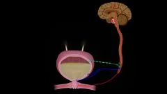 Micturition Reflex - Neural Control of Urination