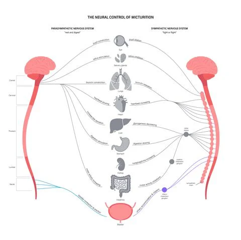 Micturition neural control Stock Illustration