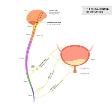Micturition neural control Stock Illustration