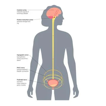 Micturition neural control Stock Illustration