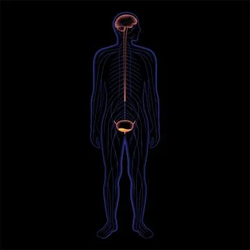 Micturition neural control Stock Illustration