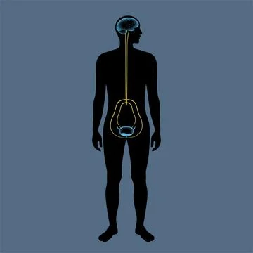 Micturition neural control Stock Illustration