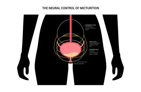 Micturition neural control Illustrazione stock