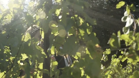 Mid adult couple walking among grape vines Stock Footage