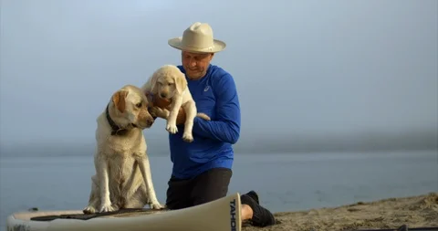 Mid adult man at beach with pet golden labradors. Stock-Footage 88377953