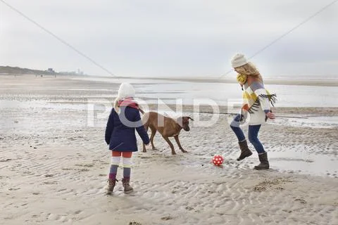 Mid Adult Woman With Daughter And Dog Playing Football On Beach, Bloemendaal Aan