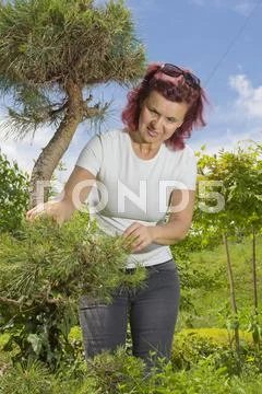 Mid age women -trimming natural pine bonsai tree Stock Photos
