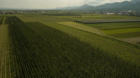 Mid air Circular Flight Around Hop Field Vidéo 44977475