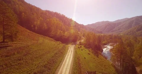 Mid air flight over fresh mountain river and meadow at sunny summer morning Stock Footage
