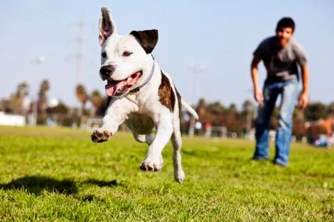 Mid-air running pitbull dog Stock Photos