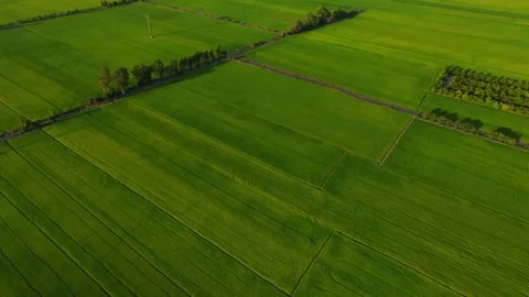 Mid-altitude drone shot flying across lush agricultural rice farmland Stock Footage 342926639