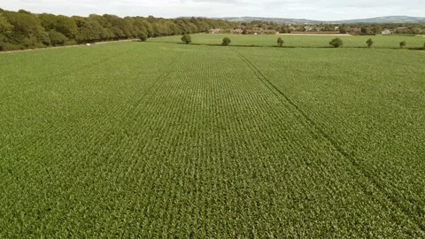 Mid aspect aerial fly forward clip over an arable crop of maize Stock Footage 202884139