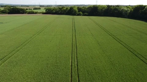 Mid aspect aerial fly forward clip over an arable crop of green wheat Stock Footage 202885261