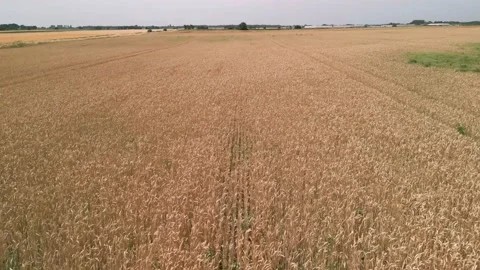 Mid aspect aerial fly forward clip over an arable crop of golden barley Stock Footage 202886215