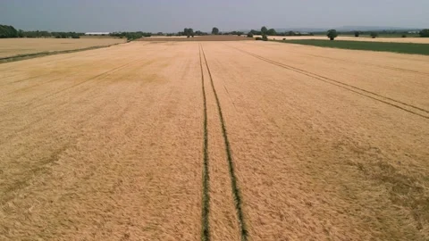 Mid aspect aerial forward fly clip over an arable crop of golden barley Stock Footage 202879488