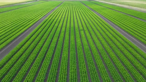 Mid aspect aerial forward fly clip over an arable crop of carrots Stock Footage 202880939