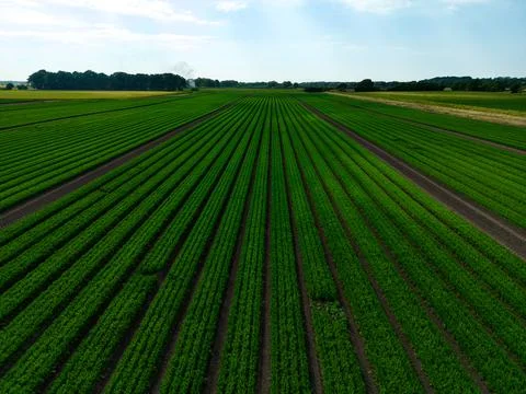 Mid aspect aerial view over a field of carrots in the English countryside Stock Photos