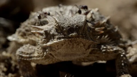  Mid Close-up harvester ants crawling over regal horned lizard Stock Footage 114853353