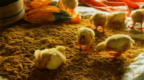 Mid Close-up shots of Chicks Stock-Footage 37188656
