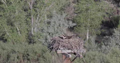 Mid close static shot of a mother osprey brooding and scanning her surroundin Stock Footage 336407422