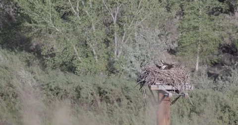 Mid close static shot of a mother osprey scanning her surroundings in windy c Stock Footage 336407467