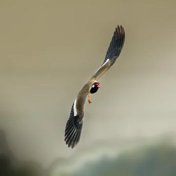 Mid-Flight Call of a Vibrant Bird Foto stock