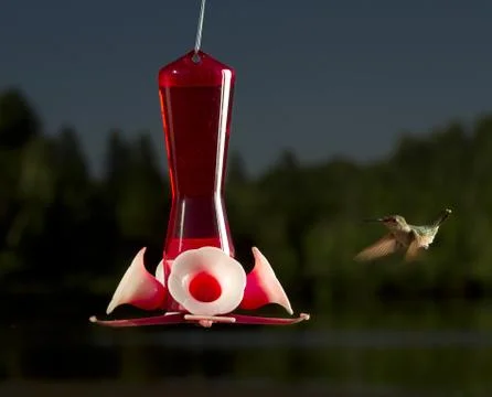 In mid flight Stock-Fotos