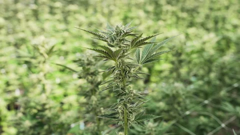 Mid Flowering Marijuana Cola Surrounded by Support Netting Video stock 345180542