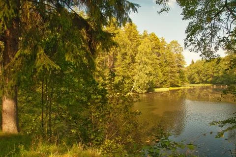.Mid-forest lake in summer Stock Photos