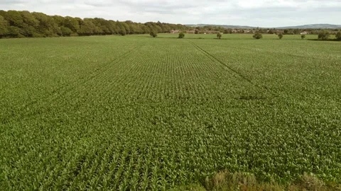 Mid level aerial fly forward clip over an arable crop of maize Stock Footage 202903552