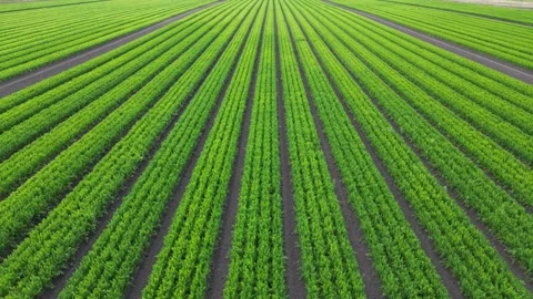 Mid level aerial forward fly clip over an arable crop of carrots Stock Footage 202880352