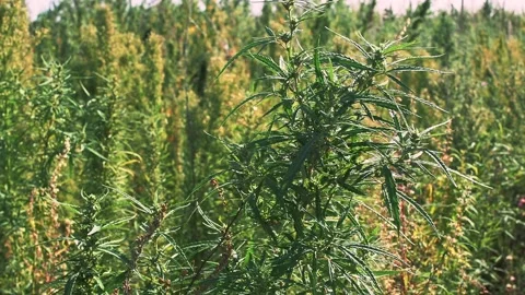 Mid level view of a hemp field. Medicinal plant like hemp without cannabinoids Stock Footage 217400521