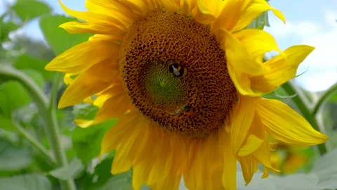 Mid-Range Footage of Bee Collecting Pollen on Sunflower Stock Footage 317469290