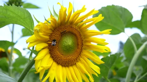 Mid-Range Footage of Bee Collecting Pollen on Sunflower Stock Footage 317469308