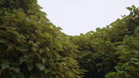 Mid-Range View of Lush Green Autumn Foliage Stock Photos