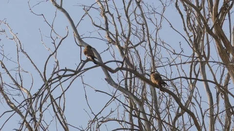 Mid range view to the pair of falcons on tree Stock Footage 91189205
