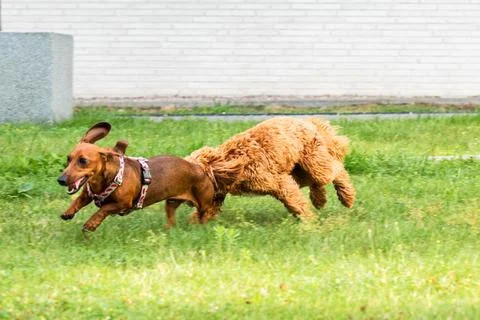 Mid-Run Leap Stock Photos