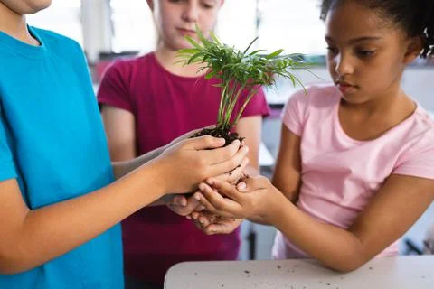 Mid section of diverse students holding a plant seedling together in the class Stock Photos