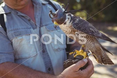 Mid Section Of Falcon With Sparrowhawk On Hand