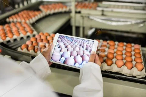 Mid Section Of Female Staff Tacking Picture Of Egg Cartons On Digital Table