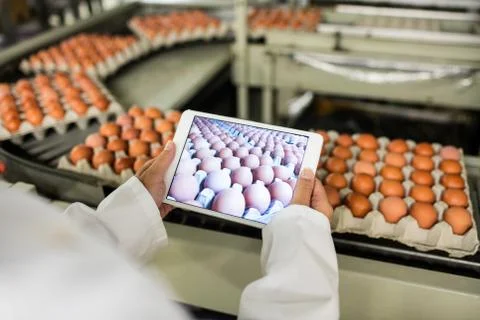 Mid section of female staff tacking picture of egg cartons on digital table Stock-Fotos