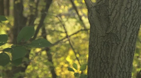 Mid Section of Tree in Forest 1 Stock-Footage 8835155