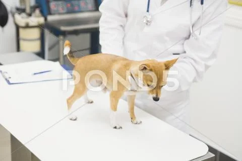 Mid-Section Of Vet Examining Dog In Clinic