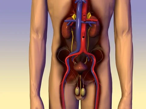 Mid section view of a male urinary circulatory system of the human body Stock Illustration