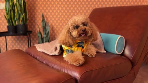 Mid-sequence cozy indoor scene with apricot toy poodle resting on right side of Stock Footage 338054980