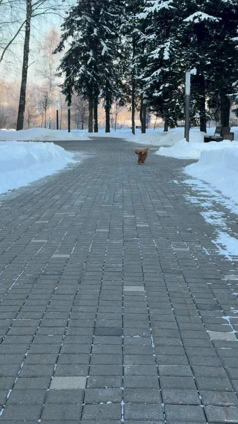 Mid-sequence winter park walkway with small dog pausing on right-side snowbank Stock Footage 340284007