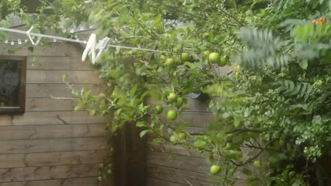 Mid shot of an Apple tree blowing in the summer wind. Stock Footage 247125983