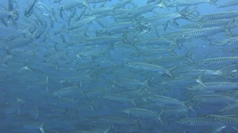 Mid shot of barracuda Stock Footage 33072582